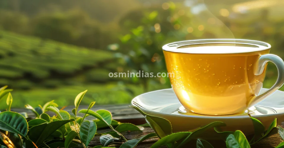 Best Assam Tea Wholesaler Delivering Tea In Malda